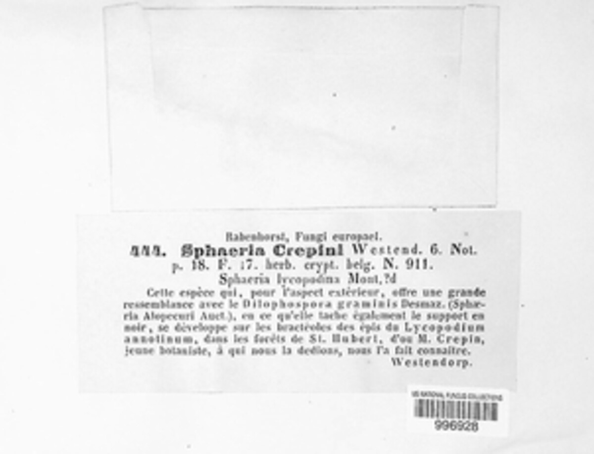 Phaeosphaeria lycopodina image